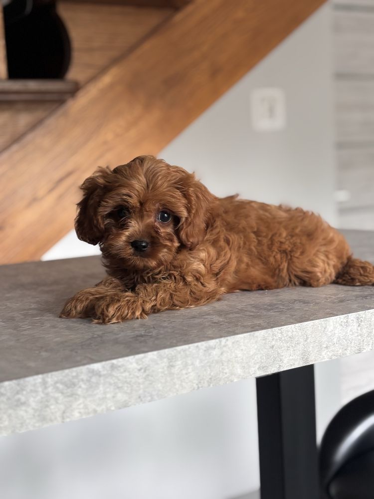 Cavapoo pudel toy rezerwacja!
