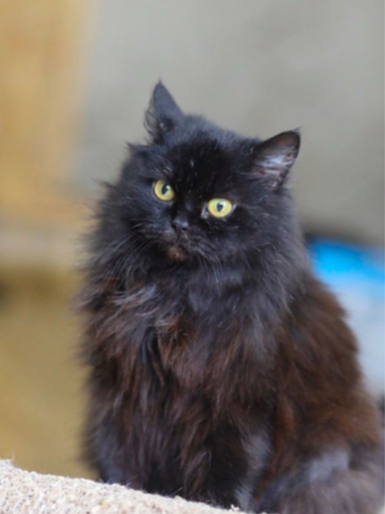 Шелби 1 год, кошка, котенок, ласковая