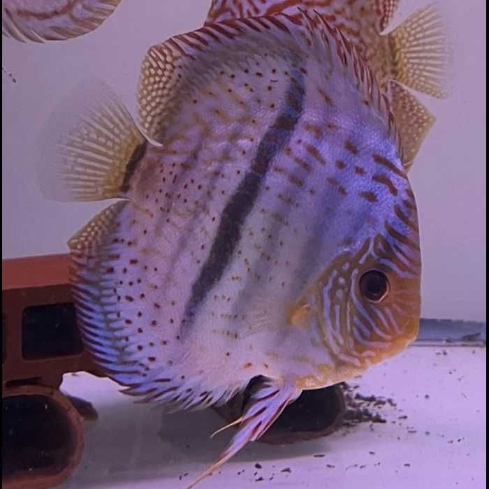 DISCUS COBALTO CROSS