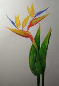 Ботаническая иллюстрация, ботаника в интерьере, Акварельный рисунок