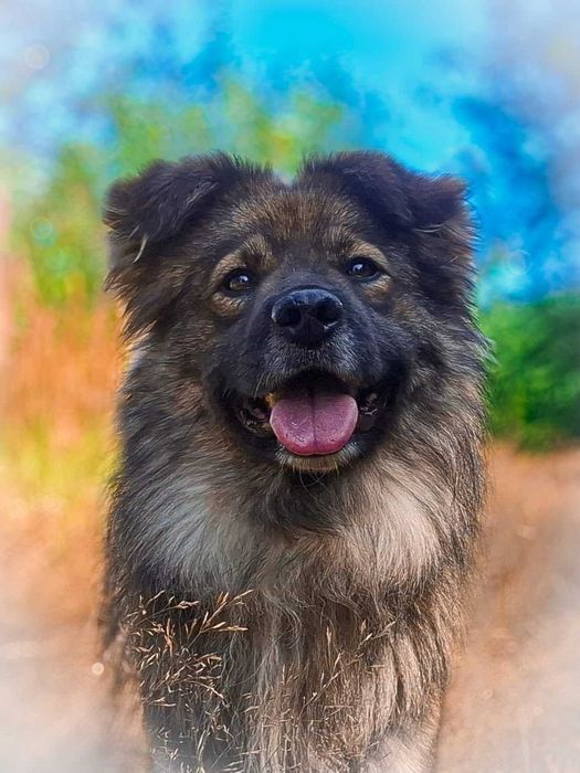 Adwokat - cudny, puchaty, misiowaty - do adopcji