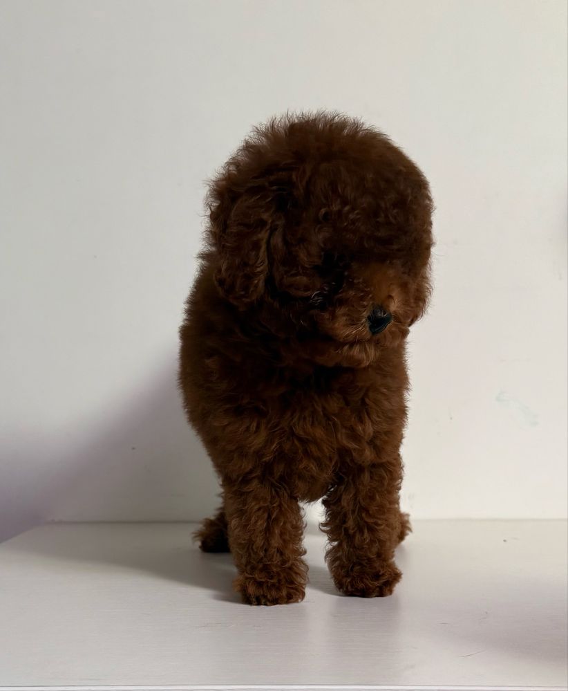 Poodle Red Brown China