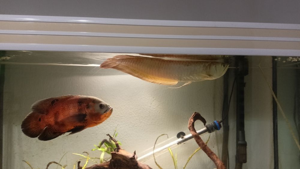 Arowana Silver, Oscar e Platydoras armatulus