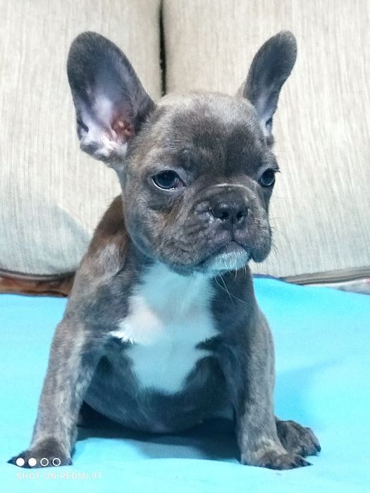 Малыши французы.