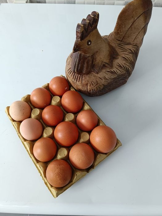 Ovos biológicos frescos