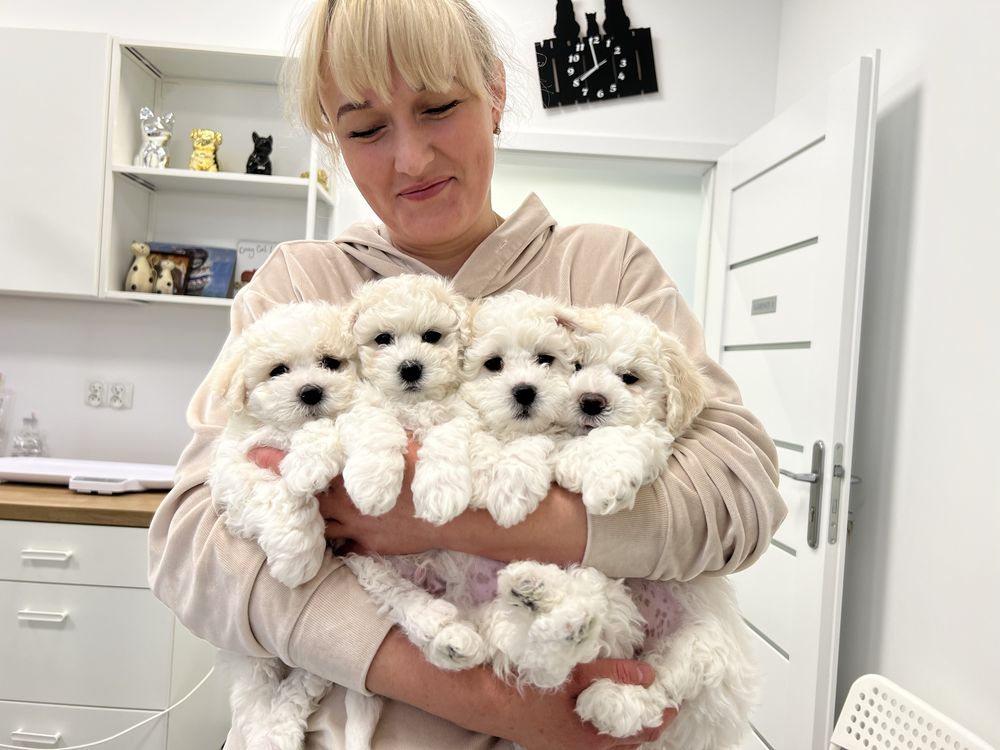 Szczeniak bichon zkwp badania
