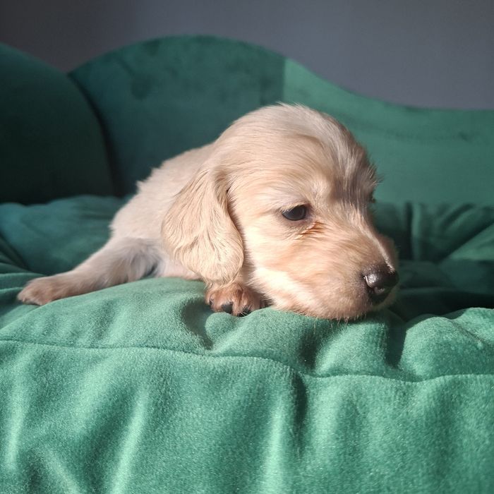 Jamnik długowłosy miniaturowy kremowy - gotowy do zmiany domku