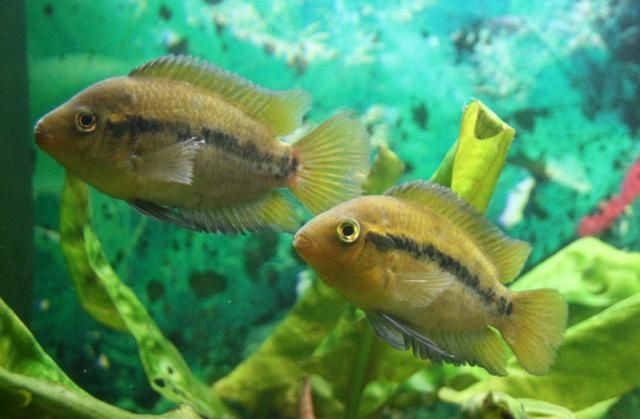 GB pielęgnica miodowa (Archocentrus multispinosus)