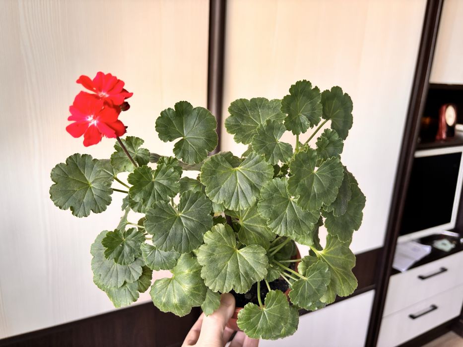 Пеларгонія мініатюрна Milbern Galaxy