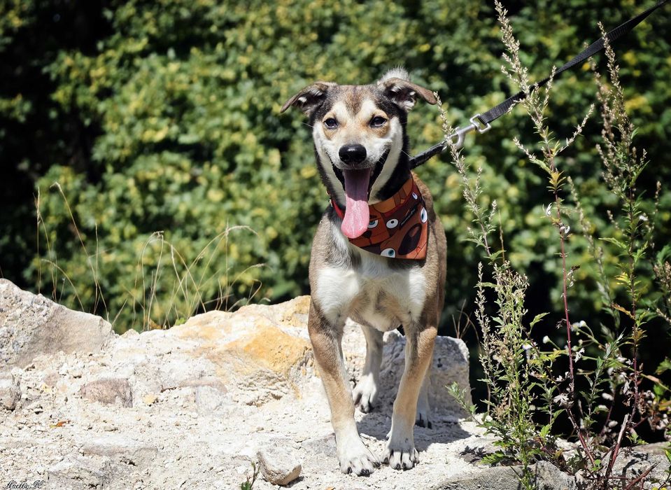 Pikuś czeka na swoją nową rodzinę.