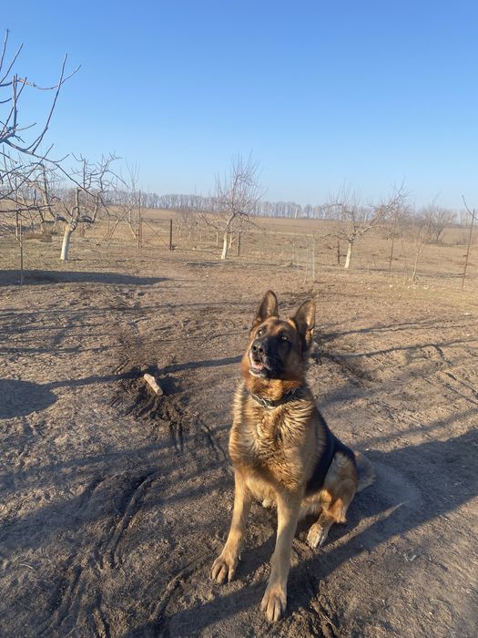 Кобель німецької вівчарки , вʼязка