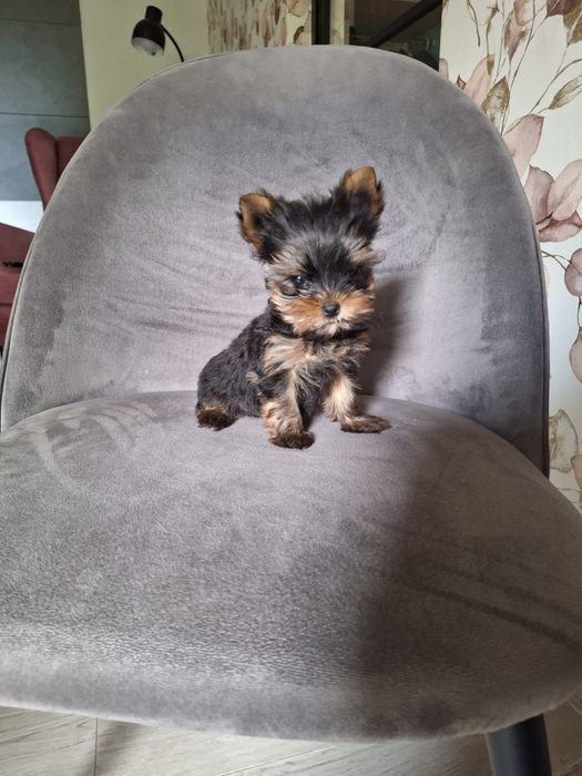 York yorkshire terrier piesek mini