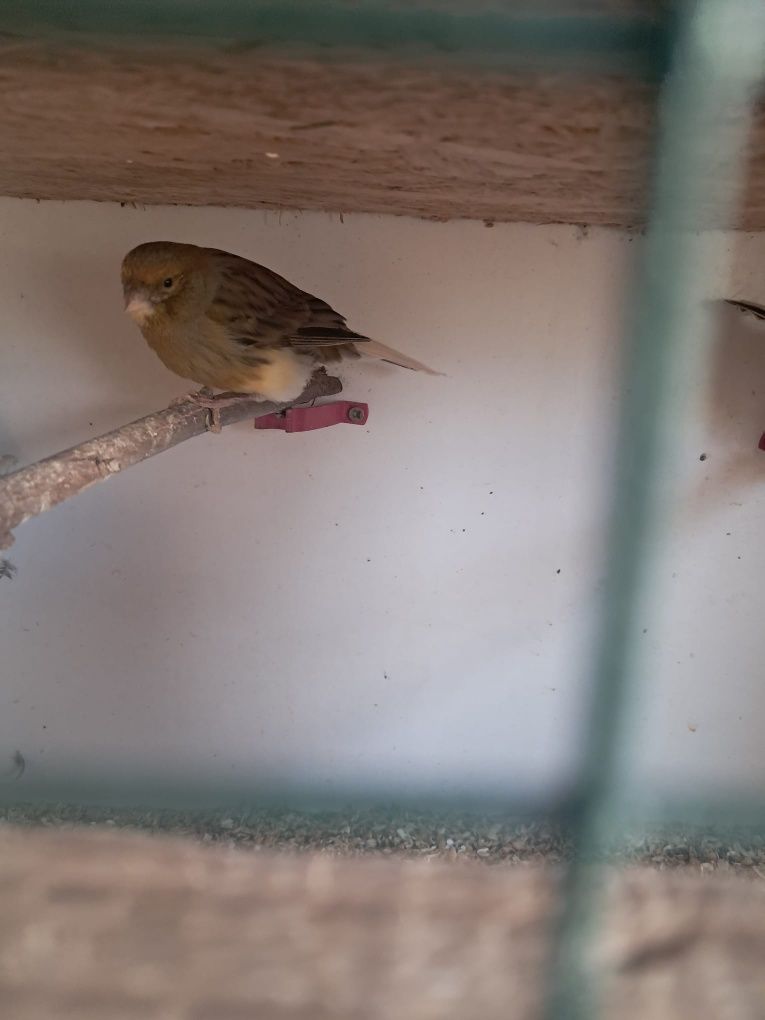 Varias aves para venda