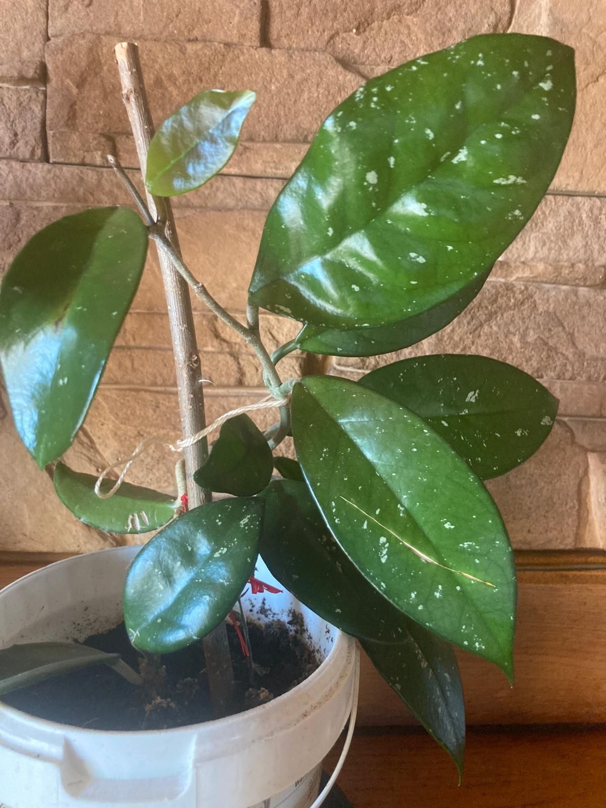 hoya, hoja rośliny zielone, rośliny ozdobne, sadzonki