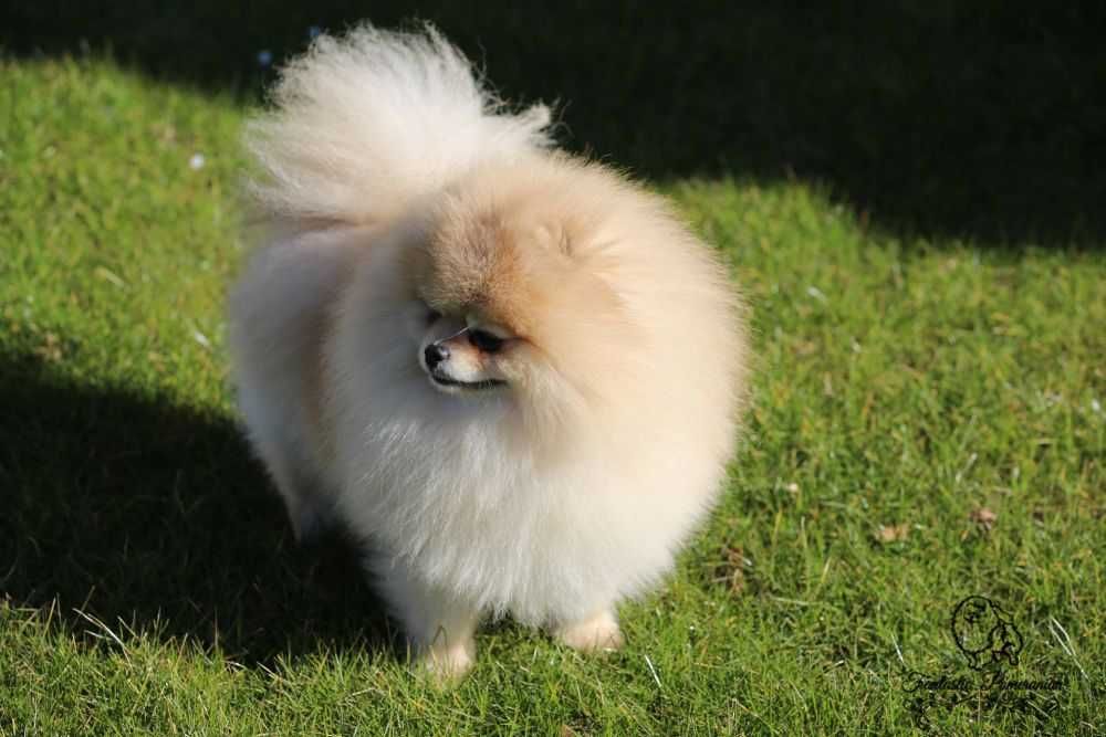 Szpic miniatyrowy pomeranian