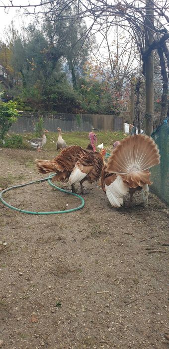 Vendo perus e gansos