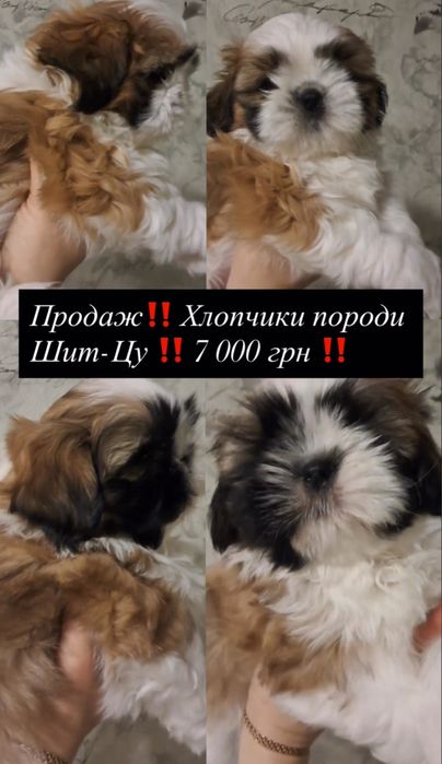Продаж щенят породи Шит-цу ‼️