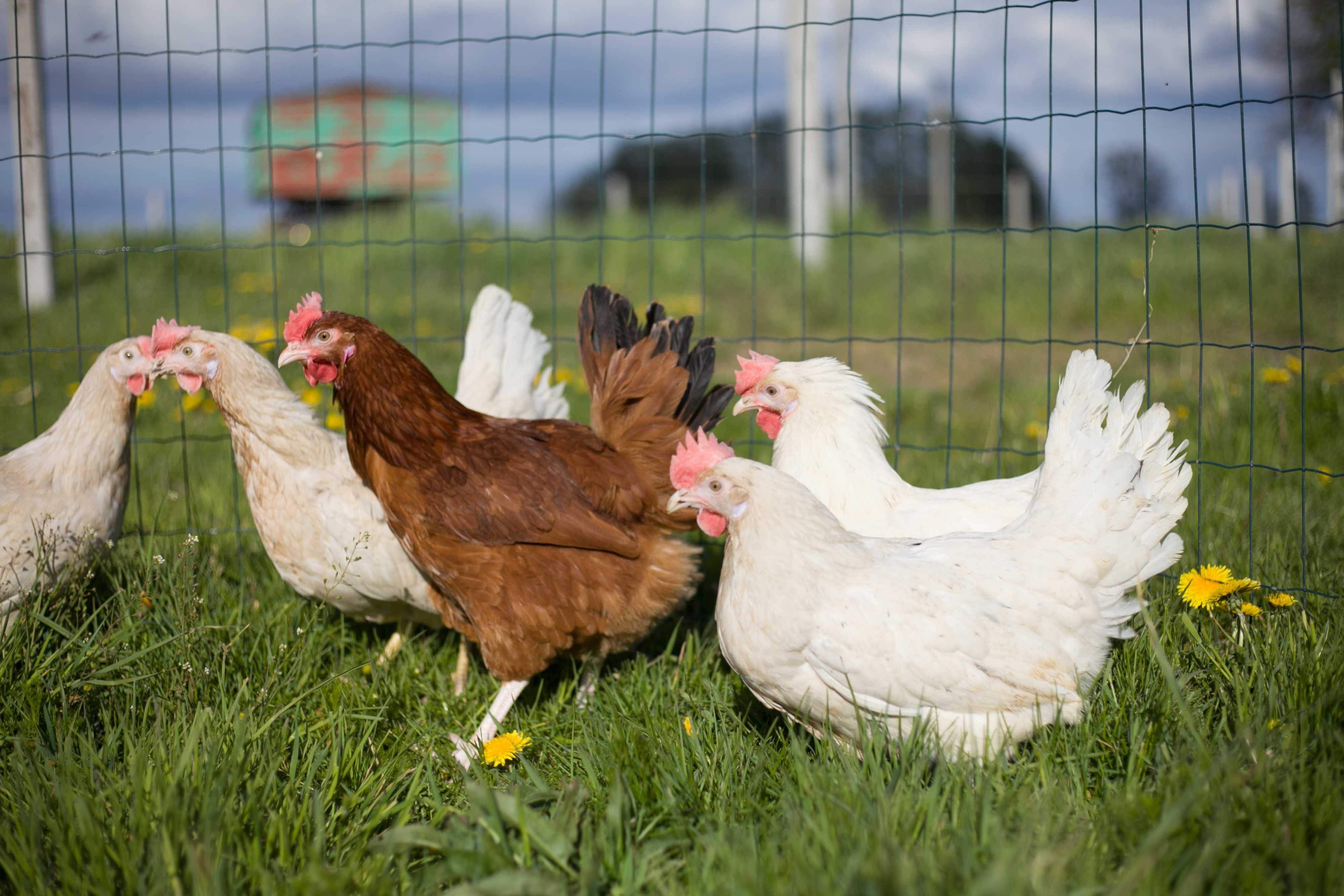 Kury kokoszki nioski Tetra biała jak leghorn odchowane dowóz gratis