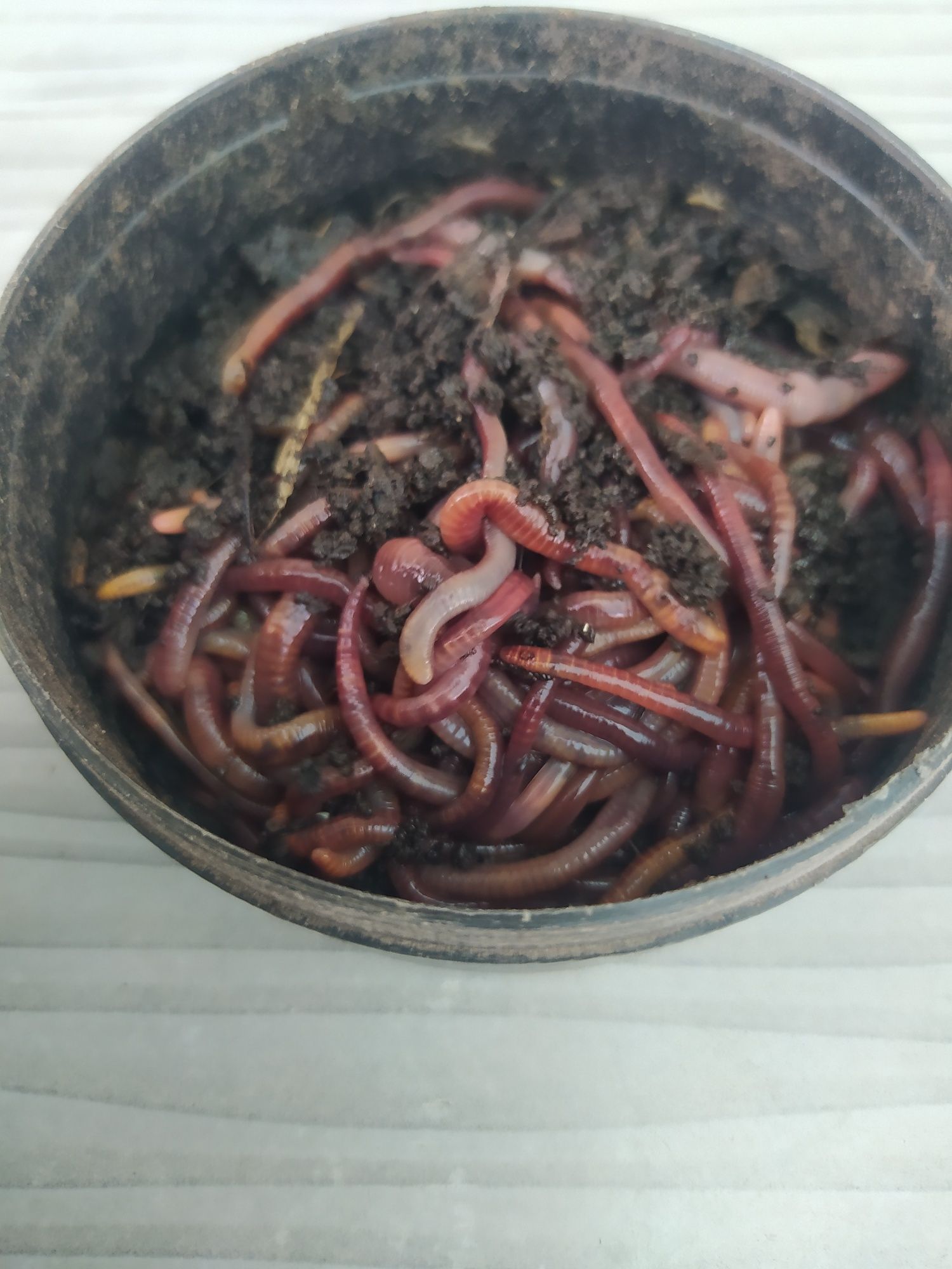 Червь (хробак) для рыбалки