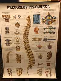 Tablica anatomiczna - kregosłup