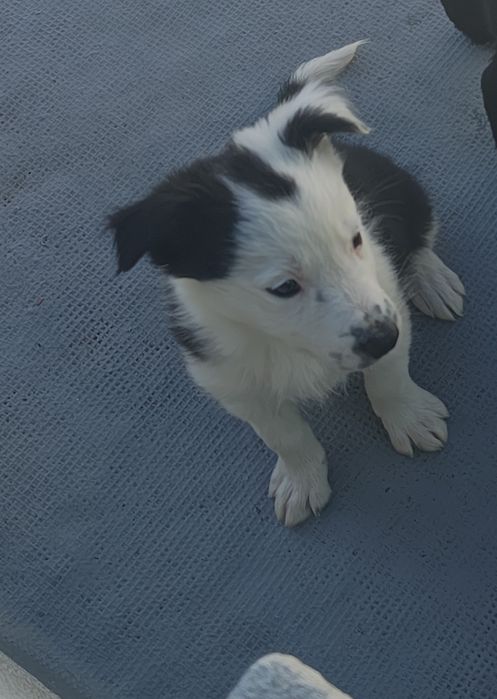 Border collie fêmea