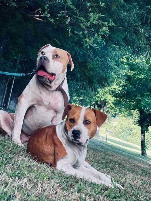 cadela para adoção responsável - pitbull pura/2 anos