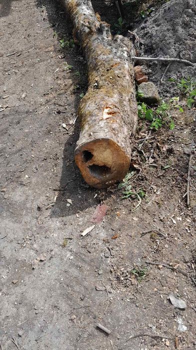 Дерево орех яблоня