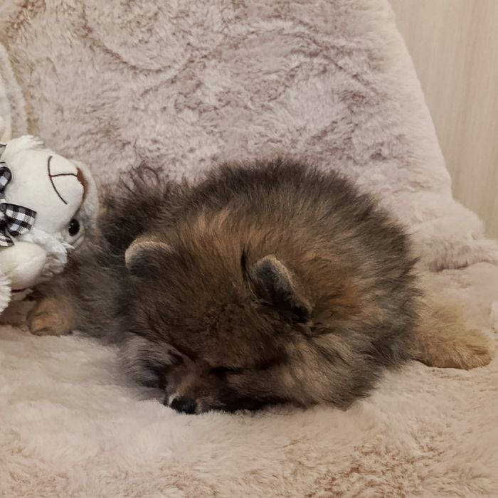 Цікавий хлопчик шпіцулі
