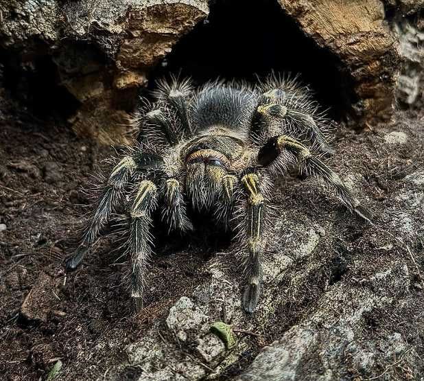 Паук птицеед Grammostola pulchripes (aureostriata) красивые самцы L7+