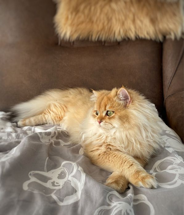 Котик золота шиншила