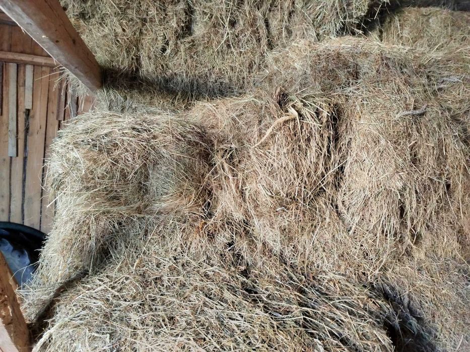 Siano w kostkach dla koni krów byków pierwszy pokos