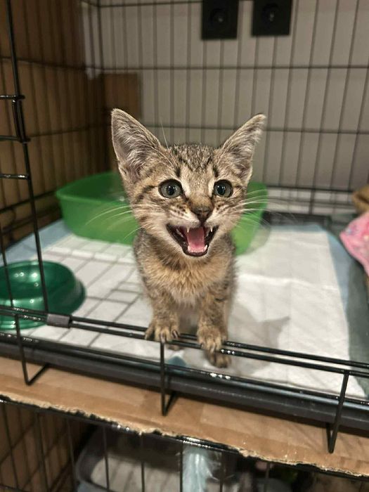 Mała kotka pilnie szuka domu