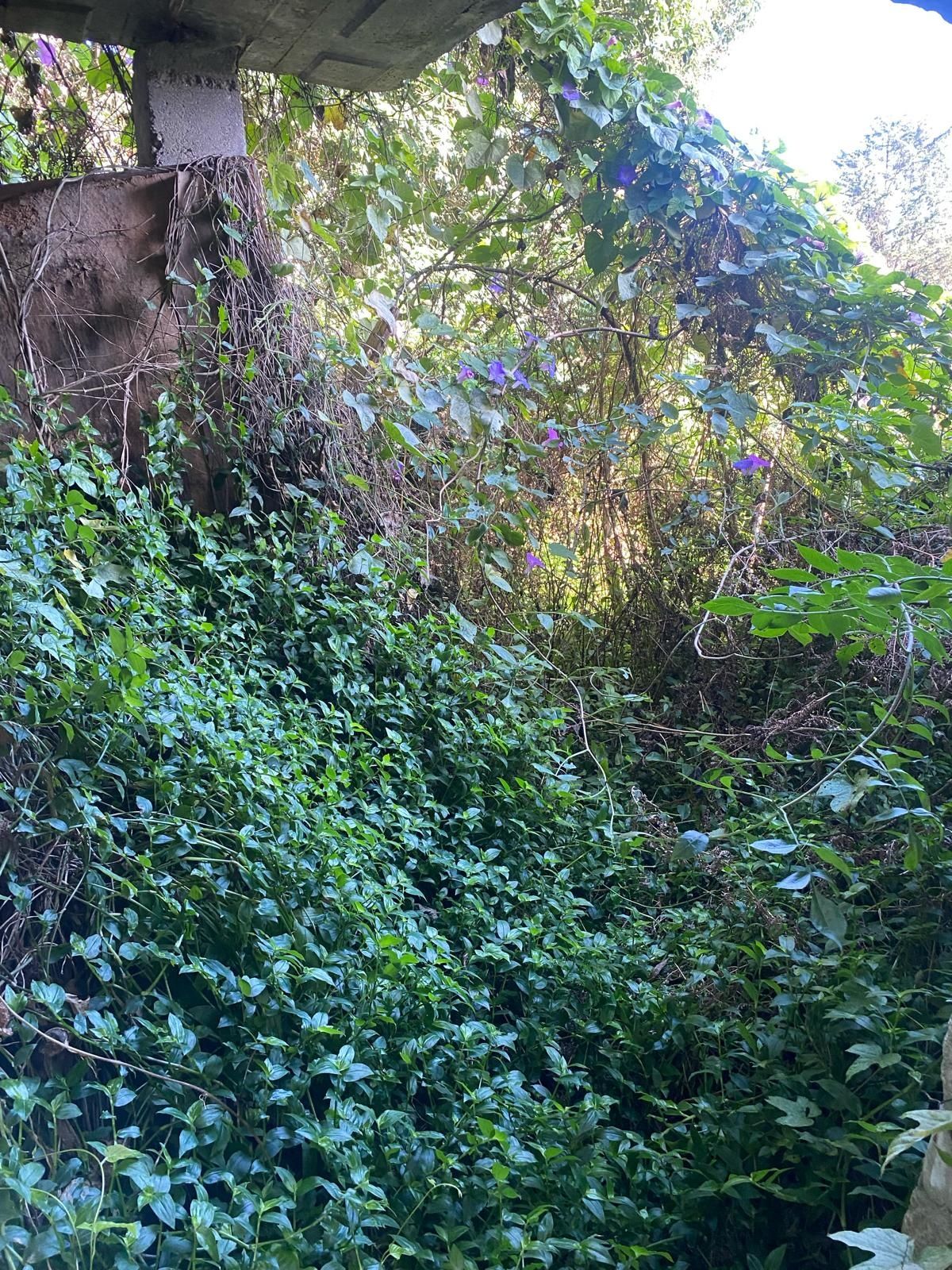 Limpezas de terrenos/lotes/florestais