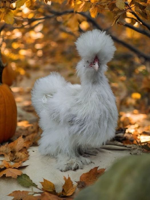 Koguty, kogut silka USA mottled, split