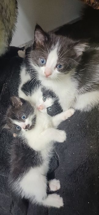 Врятовані кошенята шукають родину