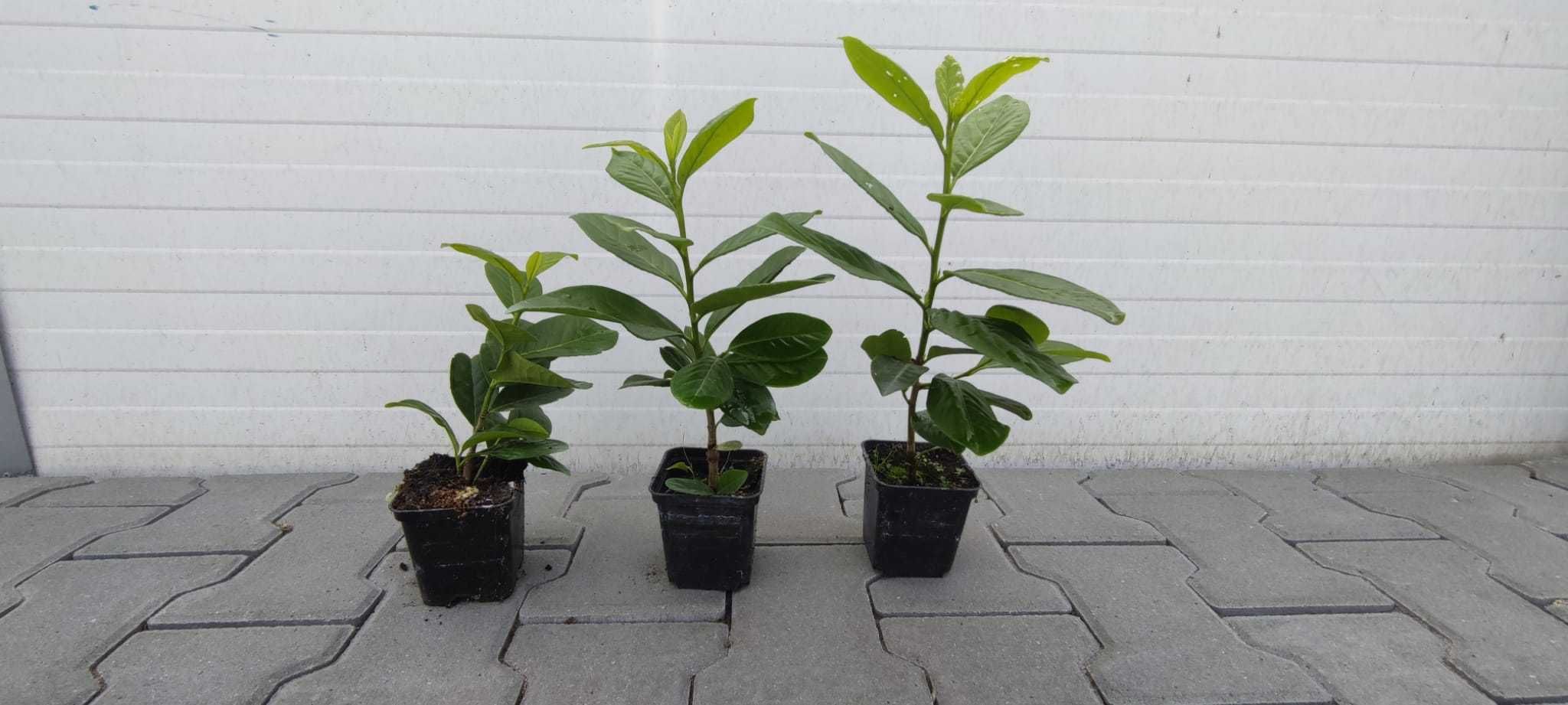 LAUROWIŚNIA p9 Prunus Novita/rotundifolia/etna/zabeliana