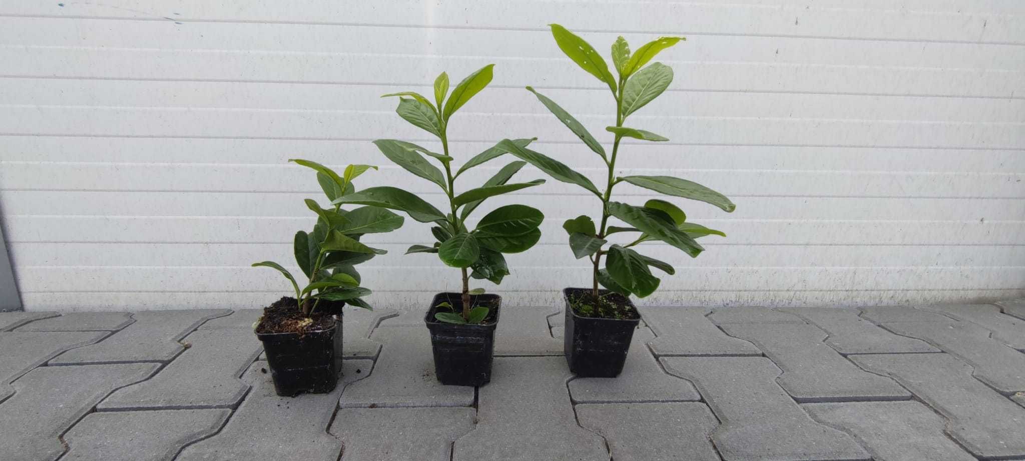 LAUROWIŚNIA p9 Prunus Novita/rotundifolia/caucasica/Otto luyken