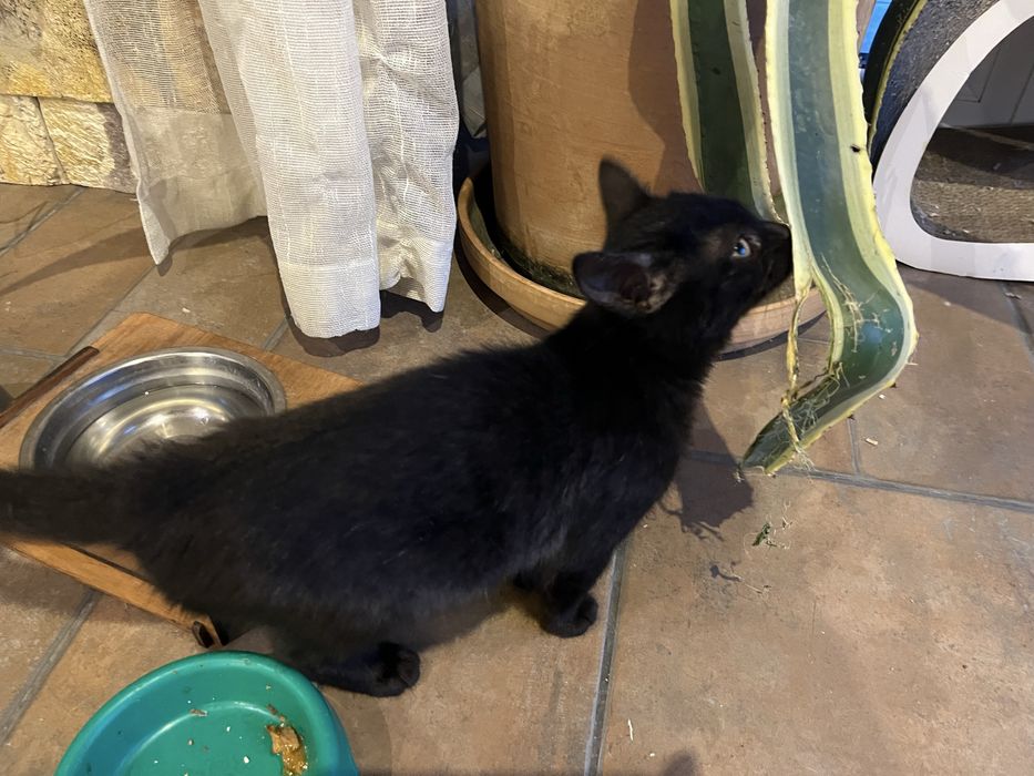 Кошеня в добрі руки