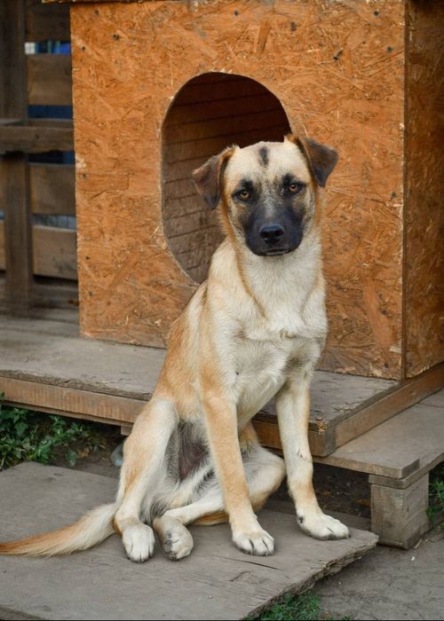 Отдам даром в добрые руки собачек