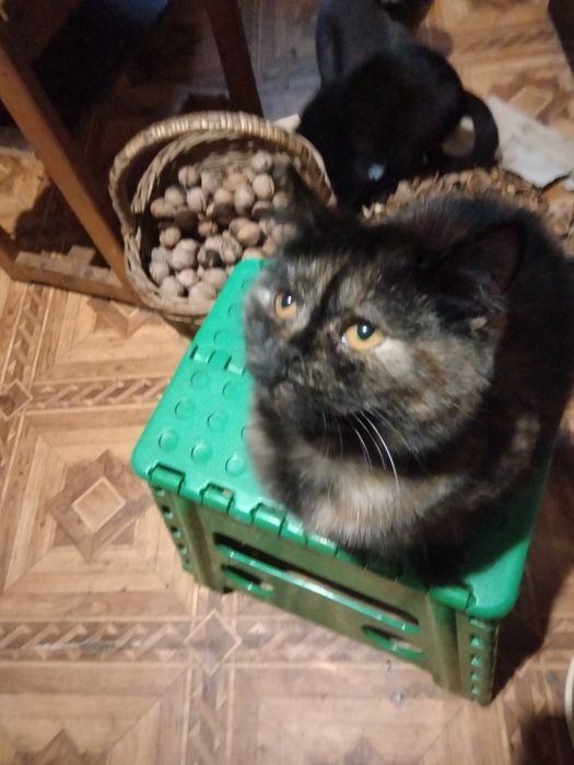Скоттіш страйт дівчинка