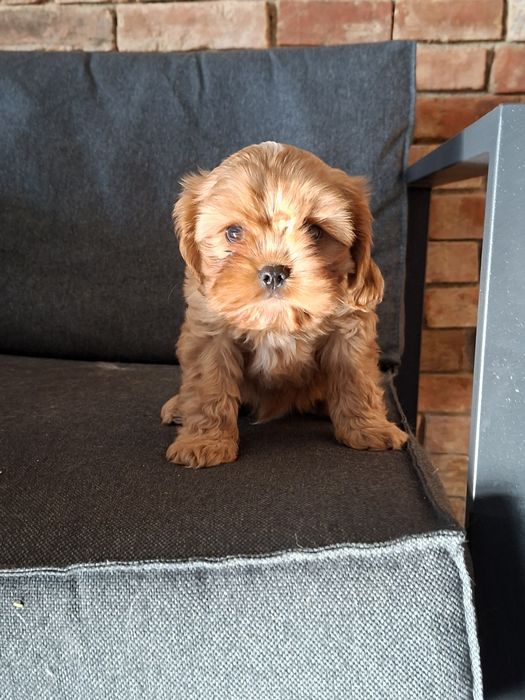 Cavapoo piesek pudel cavalier