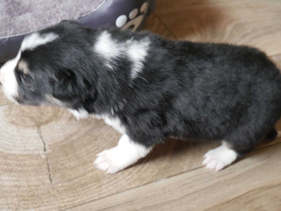 Border collie -TRi COLOR Piesek