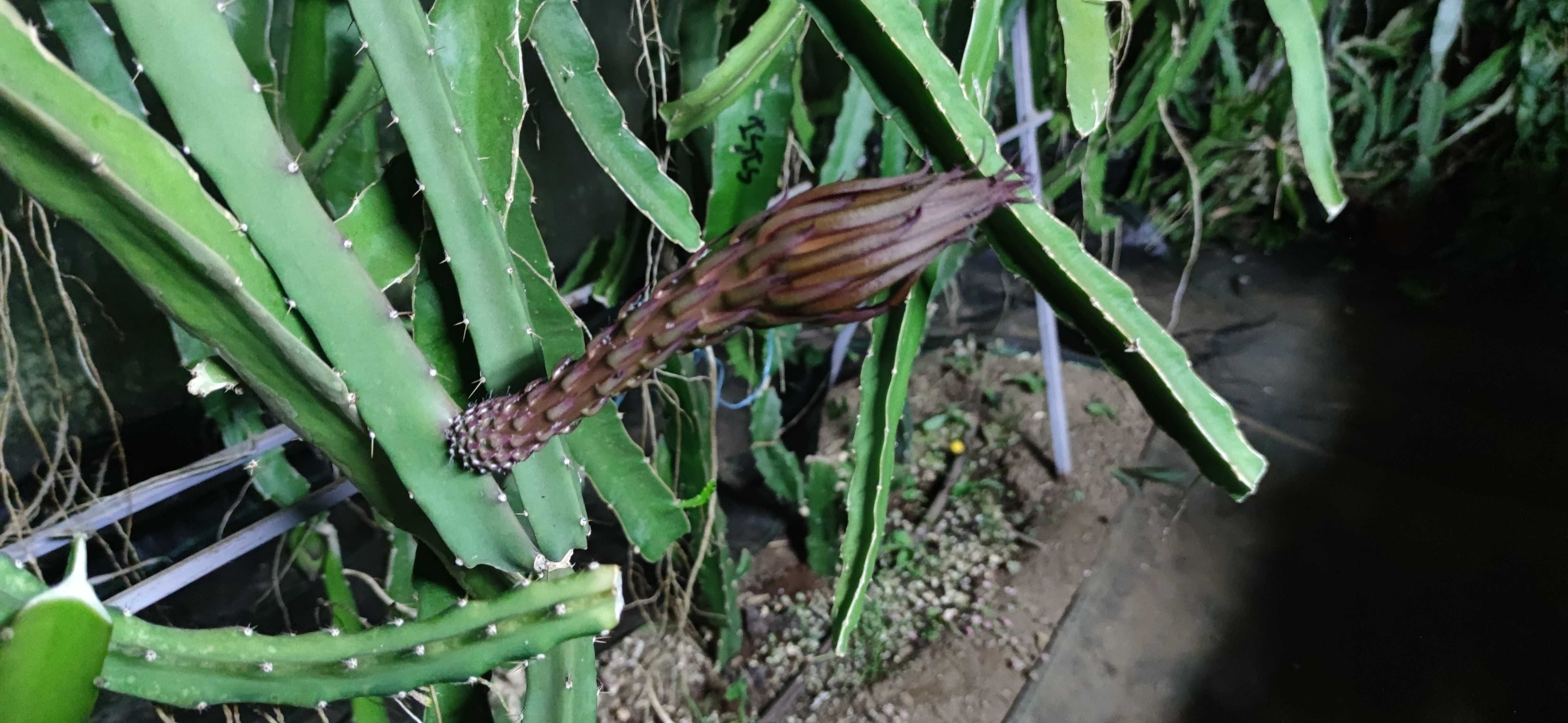 Pitayas enraizadas