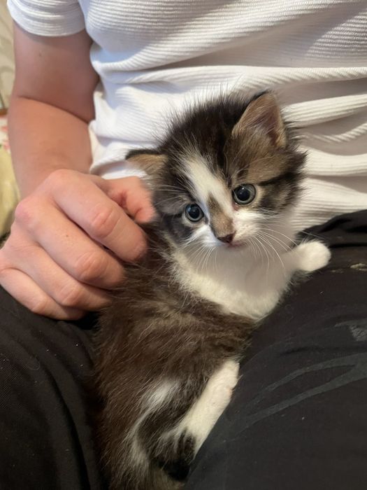 Кошенятко  трьохкольорове