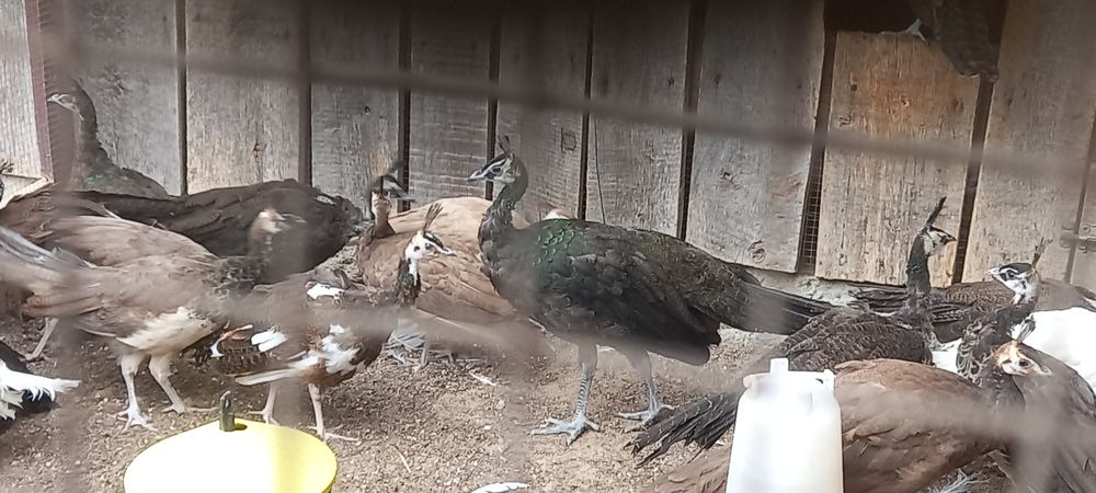 Paw pawie szmaragdowe z 2025r