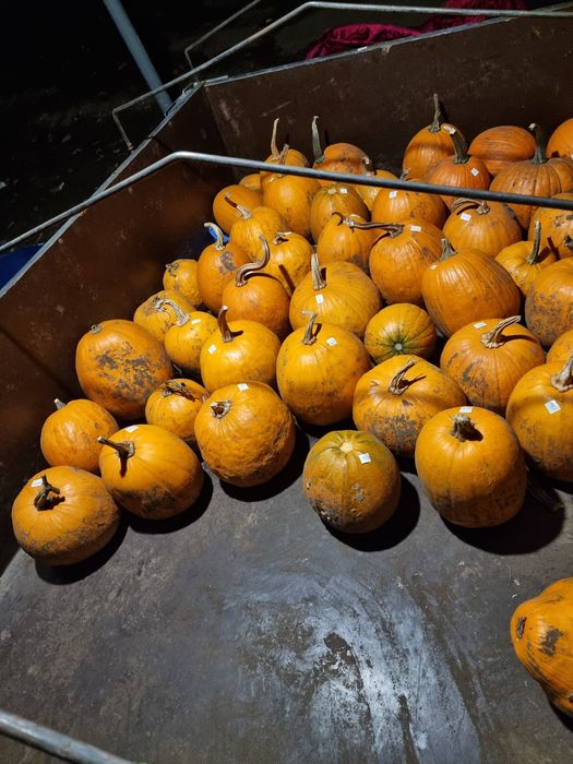 Гарбуз Jack o lantern, Halloween, Гарбуз, Тыква,, Хелоуин