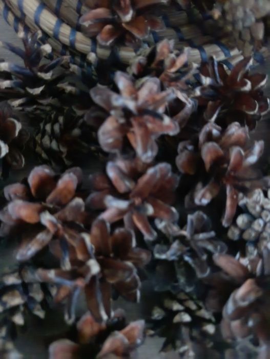 Szyszki sosny zwyklej