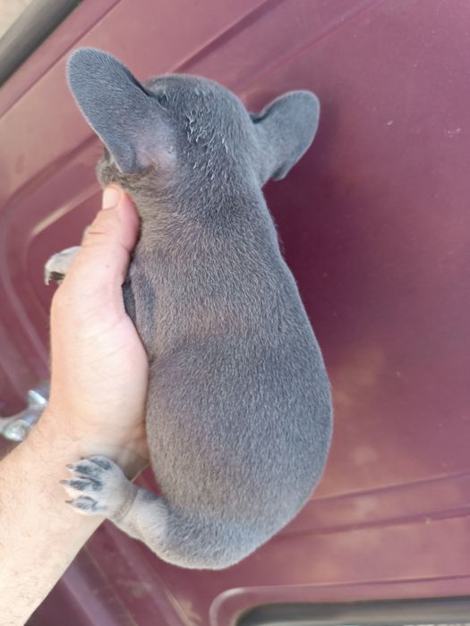 Французький бульдожка хлопці та дівки доставимо