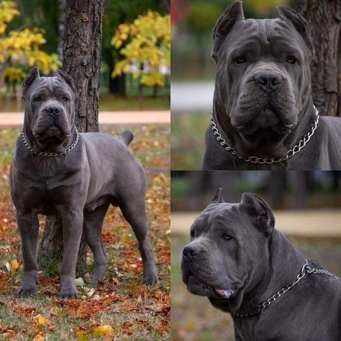 Вязка Кане-корсо