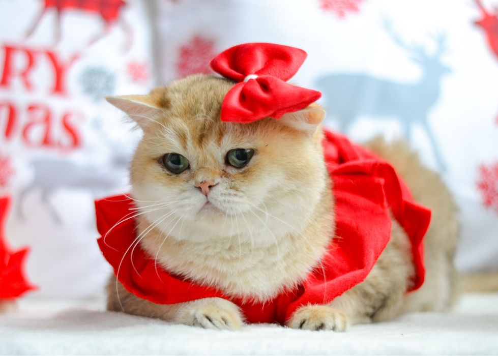 Доросла золота британка